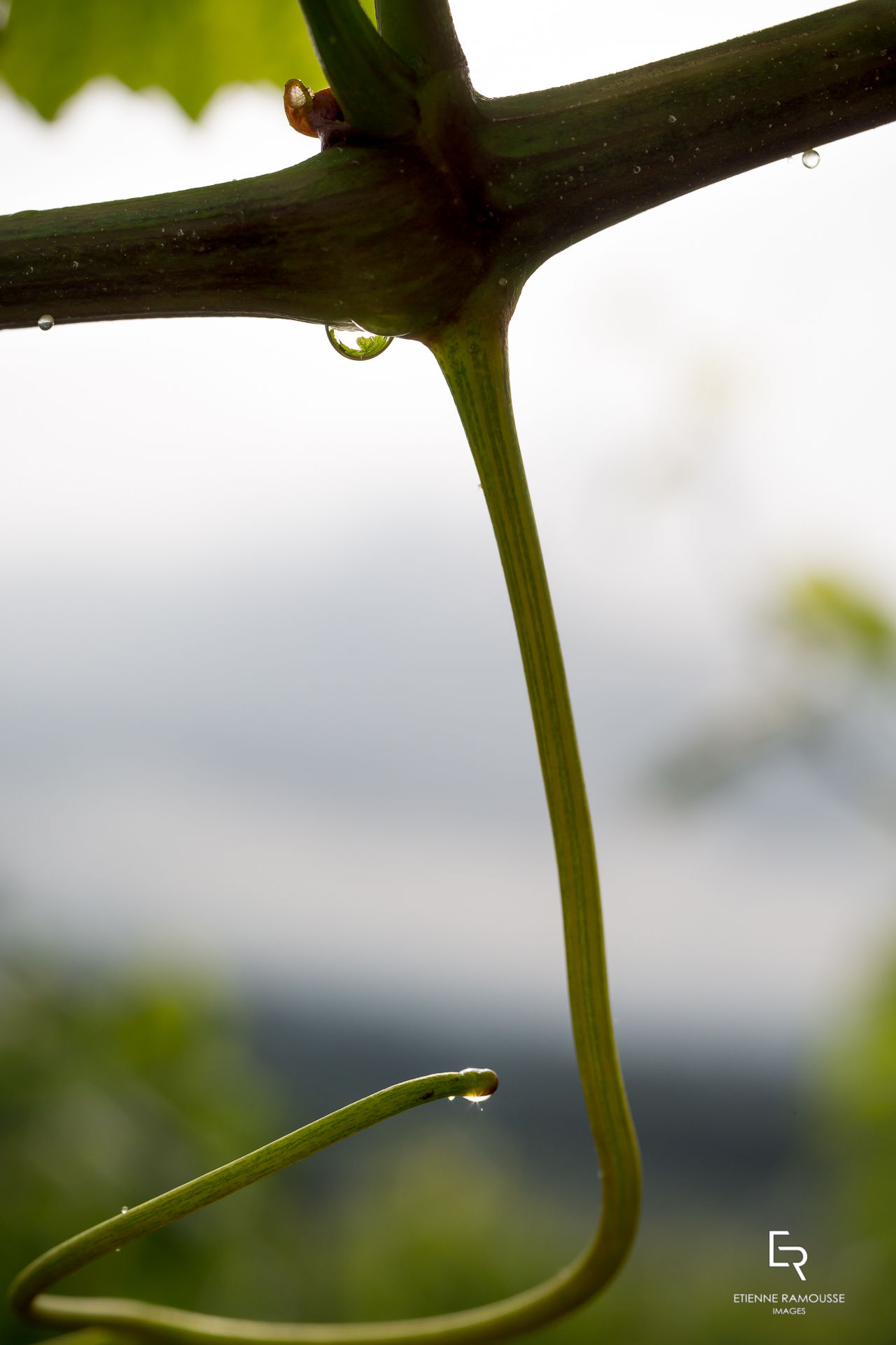 Etienne Ramousse Images - La Viticulture en France et ailleurs