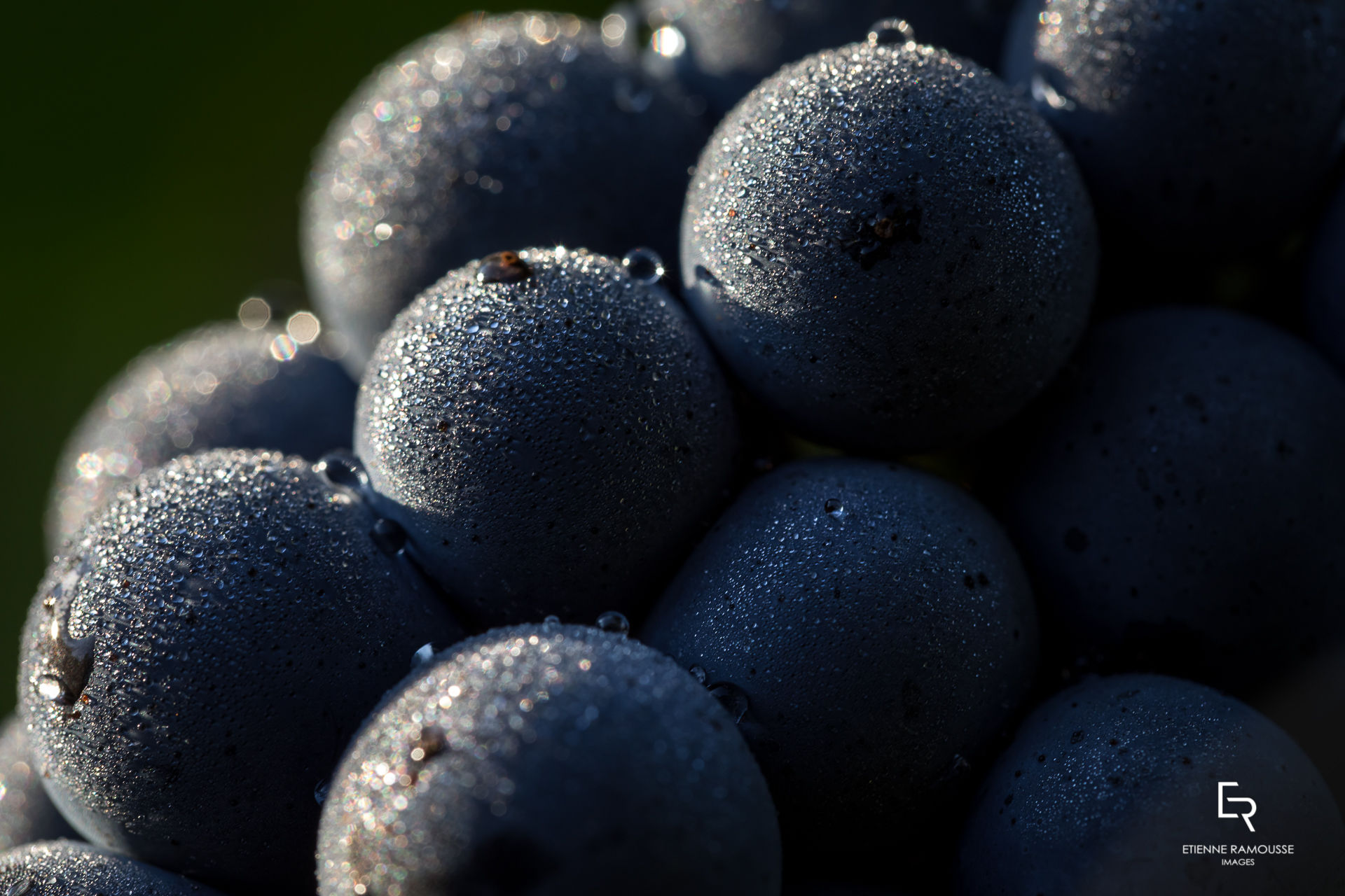 Etienne Ramousse Images - La Viticulture en France et ailleurs