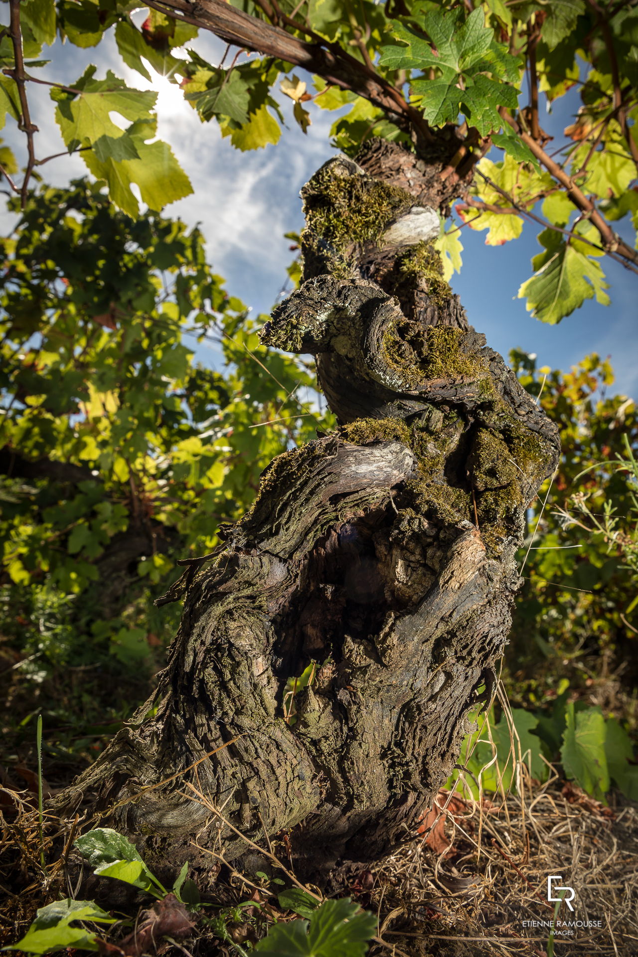 Etienne Ramousse Images - La Viticulture en France et ailleurs