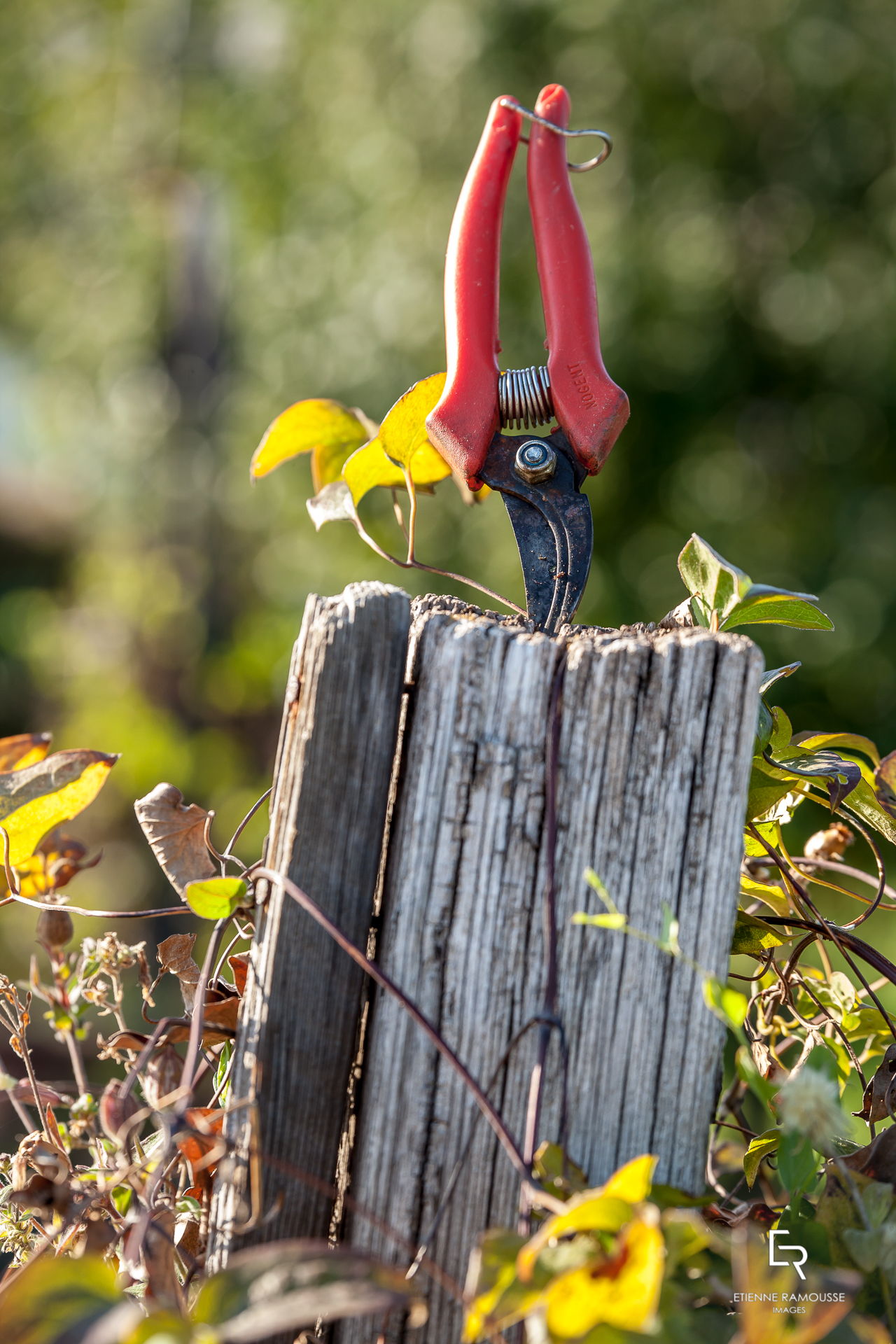 Etienne Ramousse Images - La Viticulture en France et ailleurs