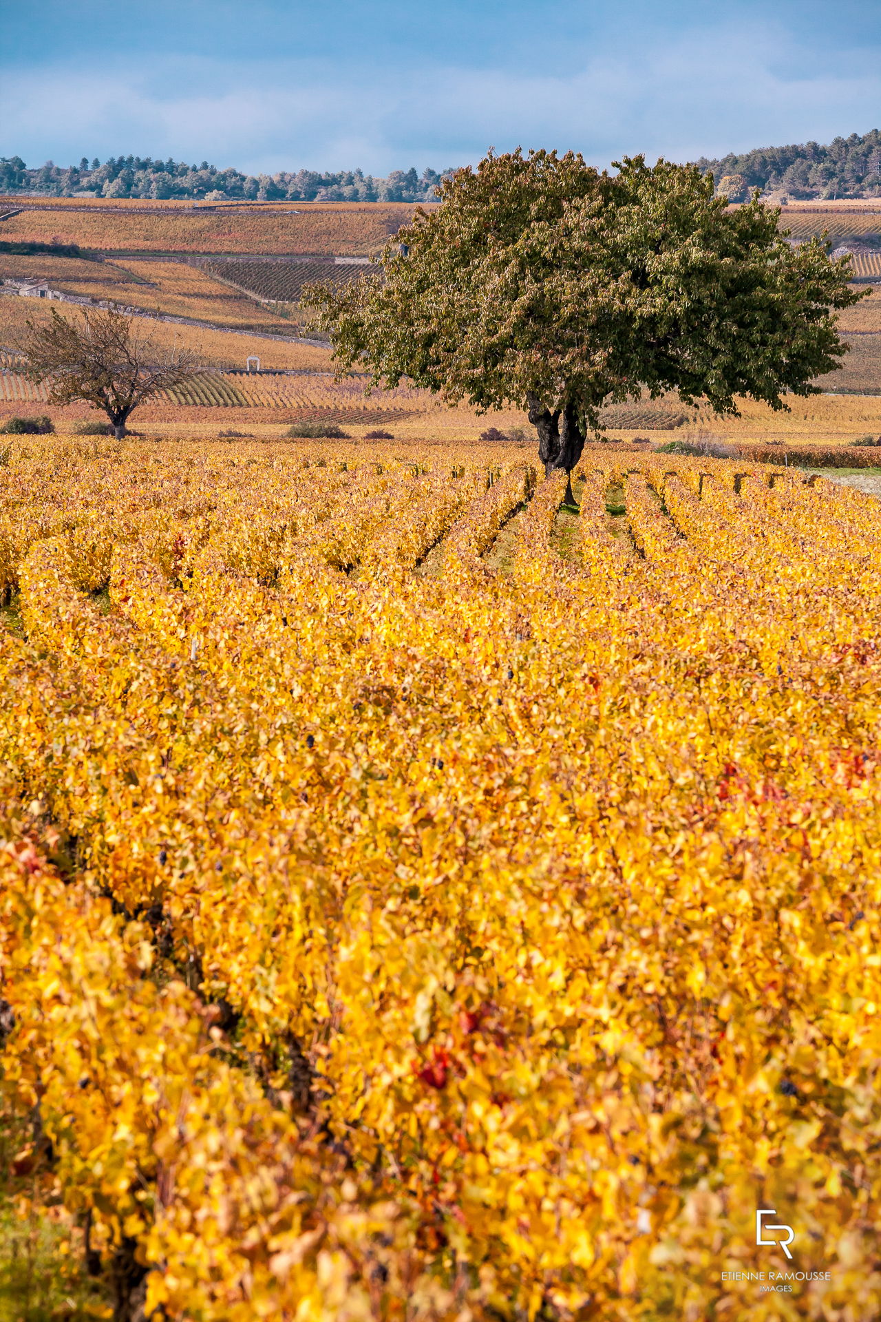 Etienne Ramousse Images - La Viticulture en France et ailleurs