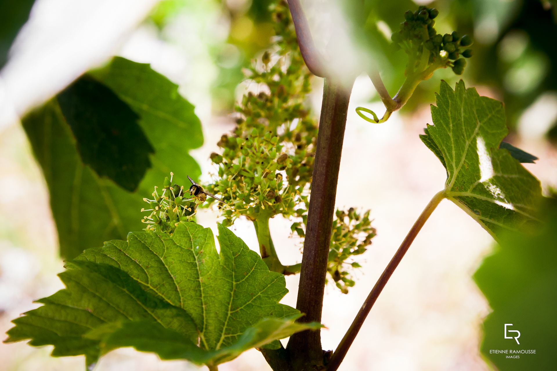 Etienne Ramousse Images - La Viticulture en France et ailleurs