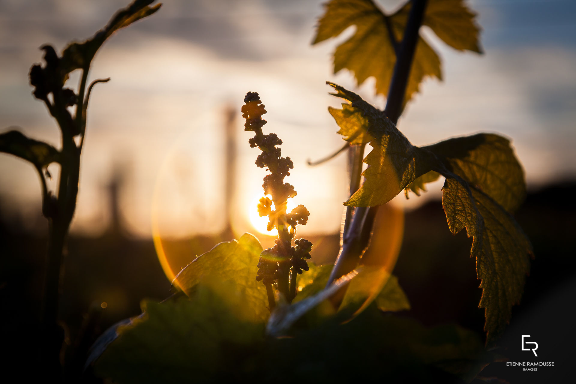 Etienne Ramousse Images - La Viticulture en Bourgogne et en France