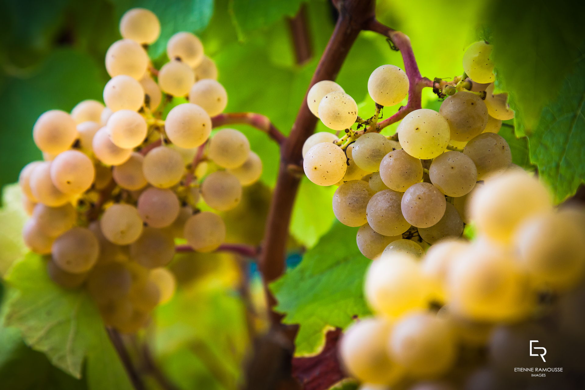 Etienne Ramousse Images - La Viticulture en France et ailleurs