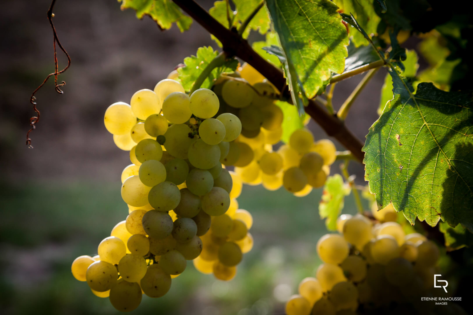 Le Riesling, cépage alsacien • ERIMAGES Photographe en Bourgogne