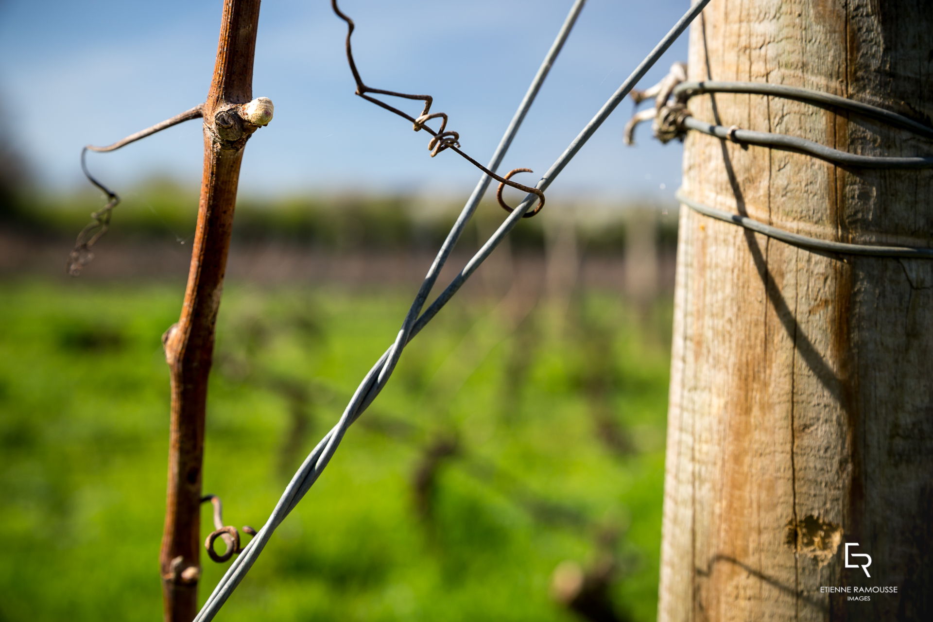 Etienne Ramousse Images - La Viticulture en France et ailleurs