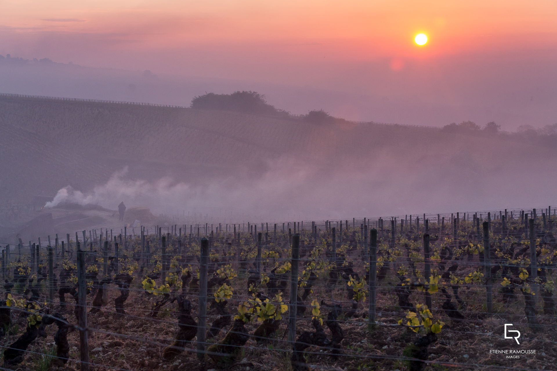 Etienne Ramousse Images - La Viticulture en France et ailleurs