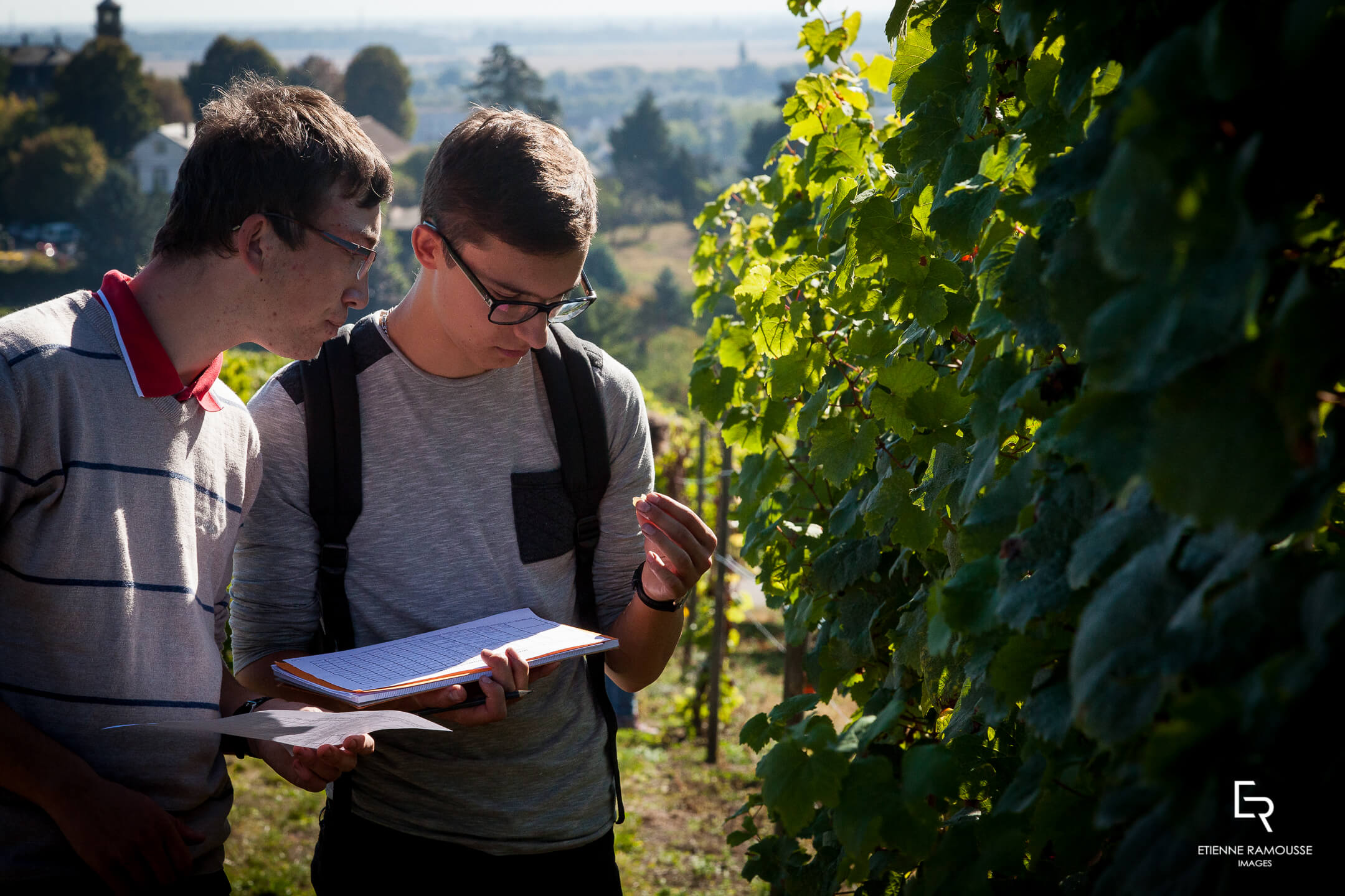 Domaine de l'École - Rouffach