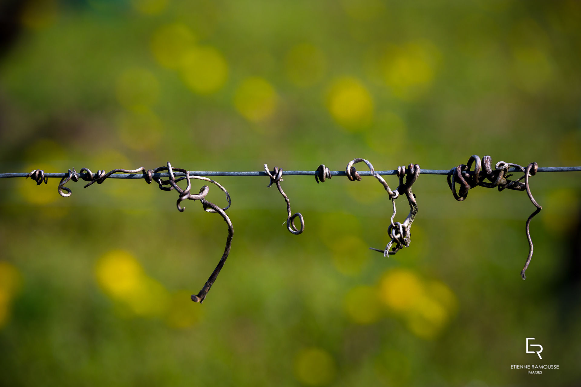 Etienne Ramousse Images - La Viticulture en France et ailleurs