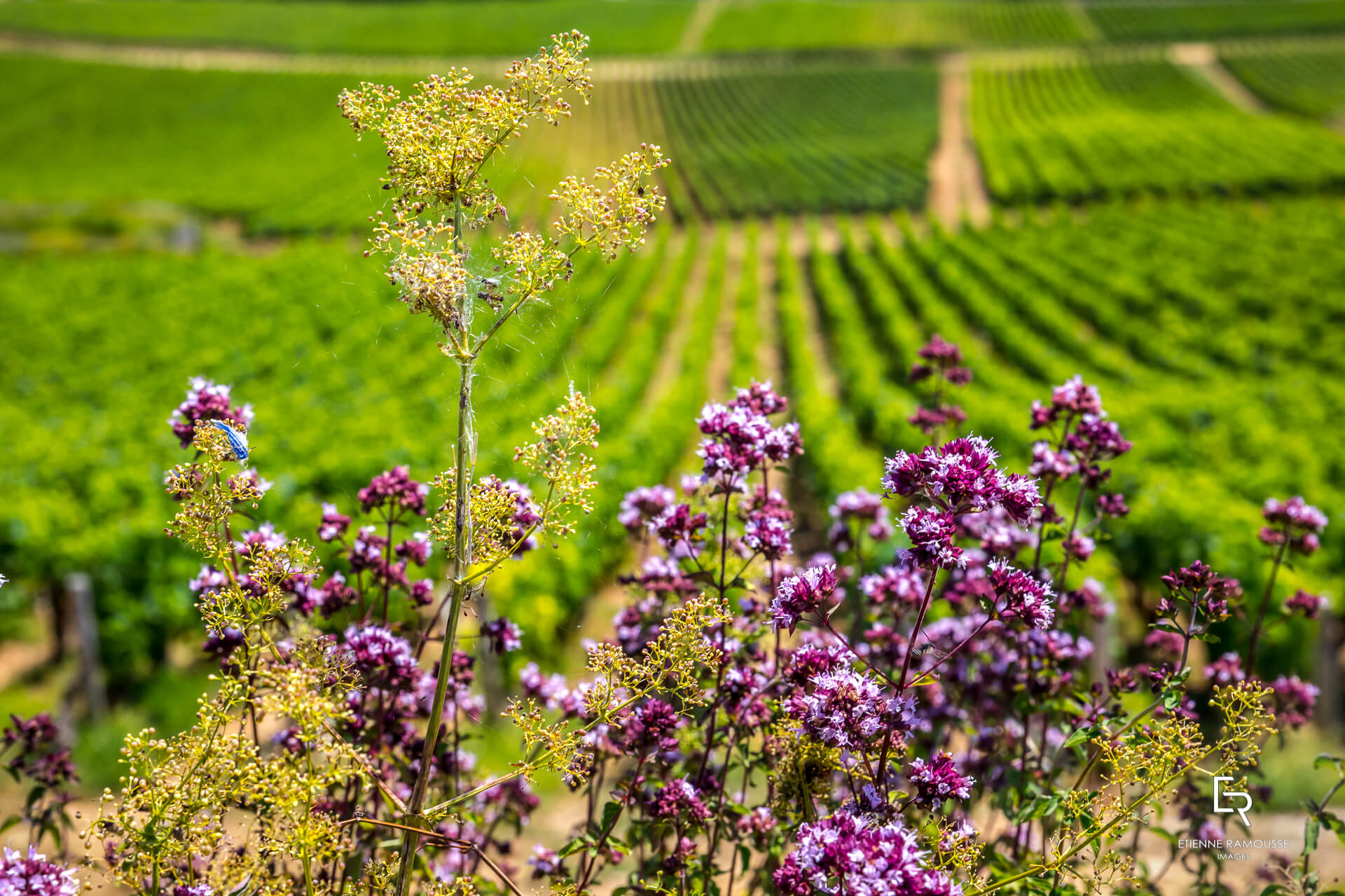 DOMAINE LAURENT MOUTON GIVRY