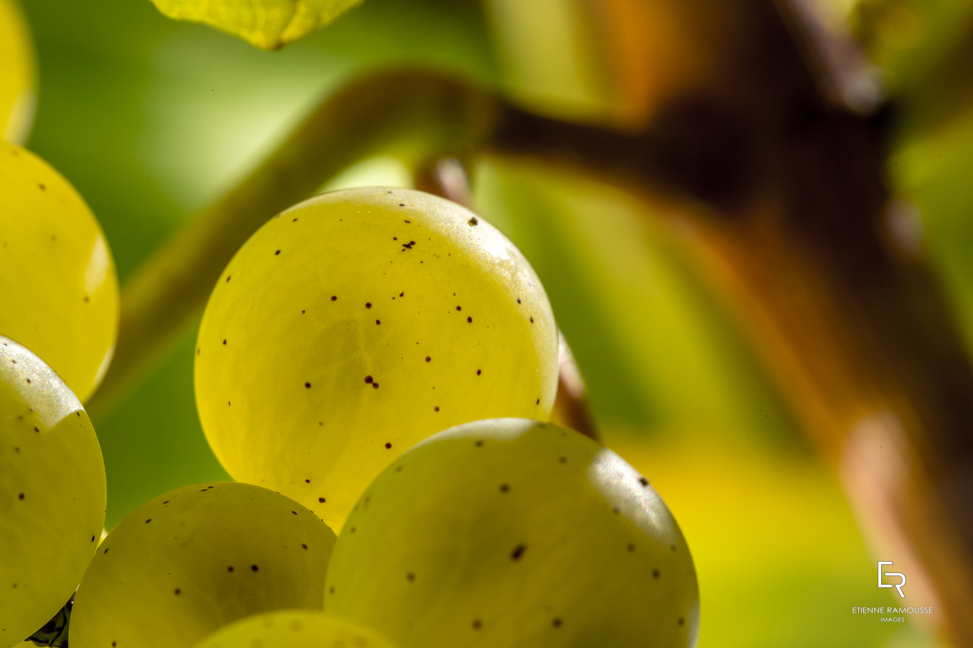 Domaine Perrin - Volnay