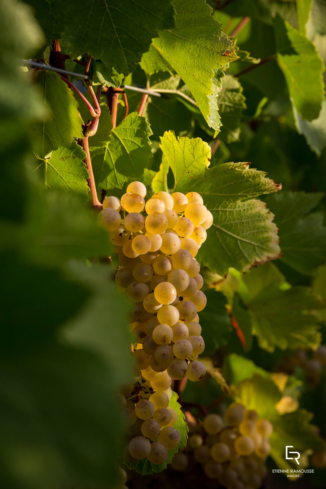 DOMAINE LAURENT MOUTON GIVRY