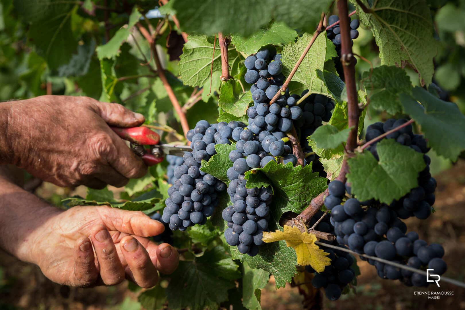 DOMAINE LAURENT MOUTON GIVRY