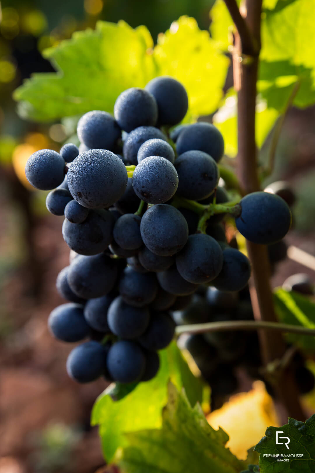 DOMAINE LAURENT MOUTON GIVRY