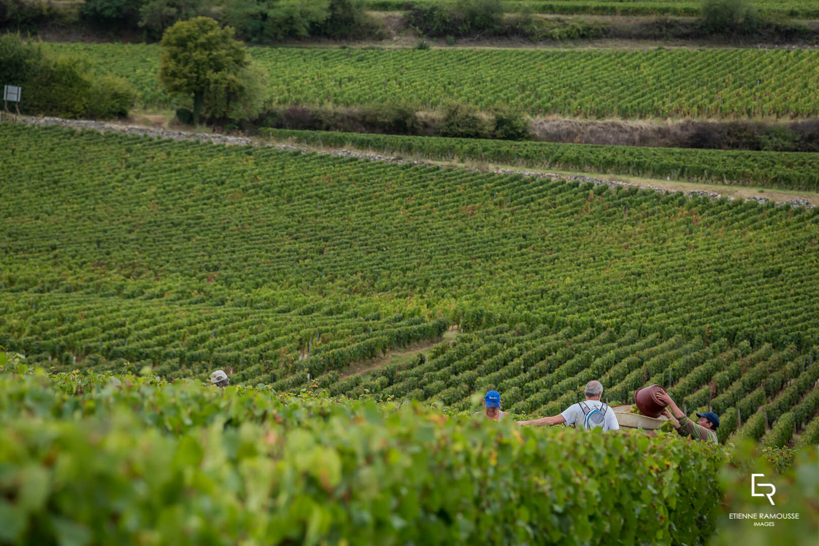 DOMAINE LAURENT MOUTON GIVRY